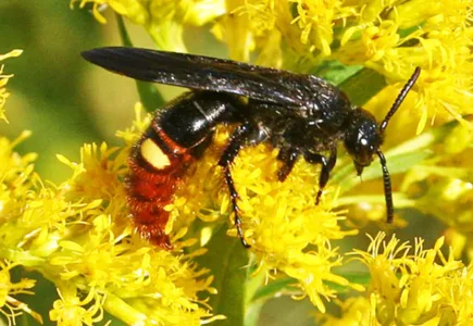 Blue-winged wasp one of the best